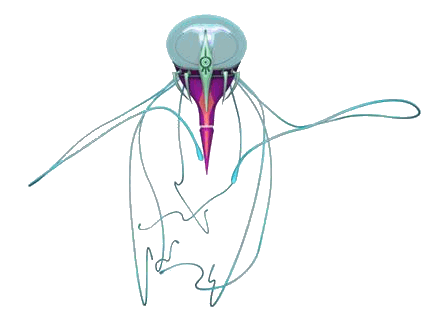 Scyphozoa
